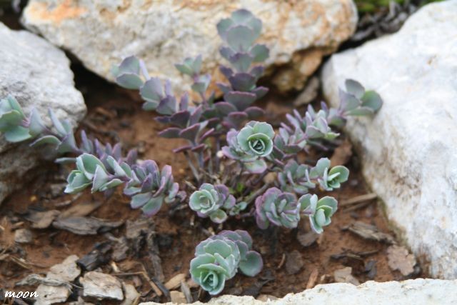 sedum